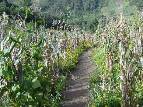 Milpa in Guatemala. (Image: Fabian Hanneforth)